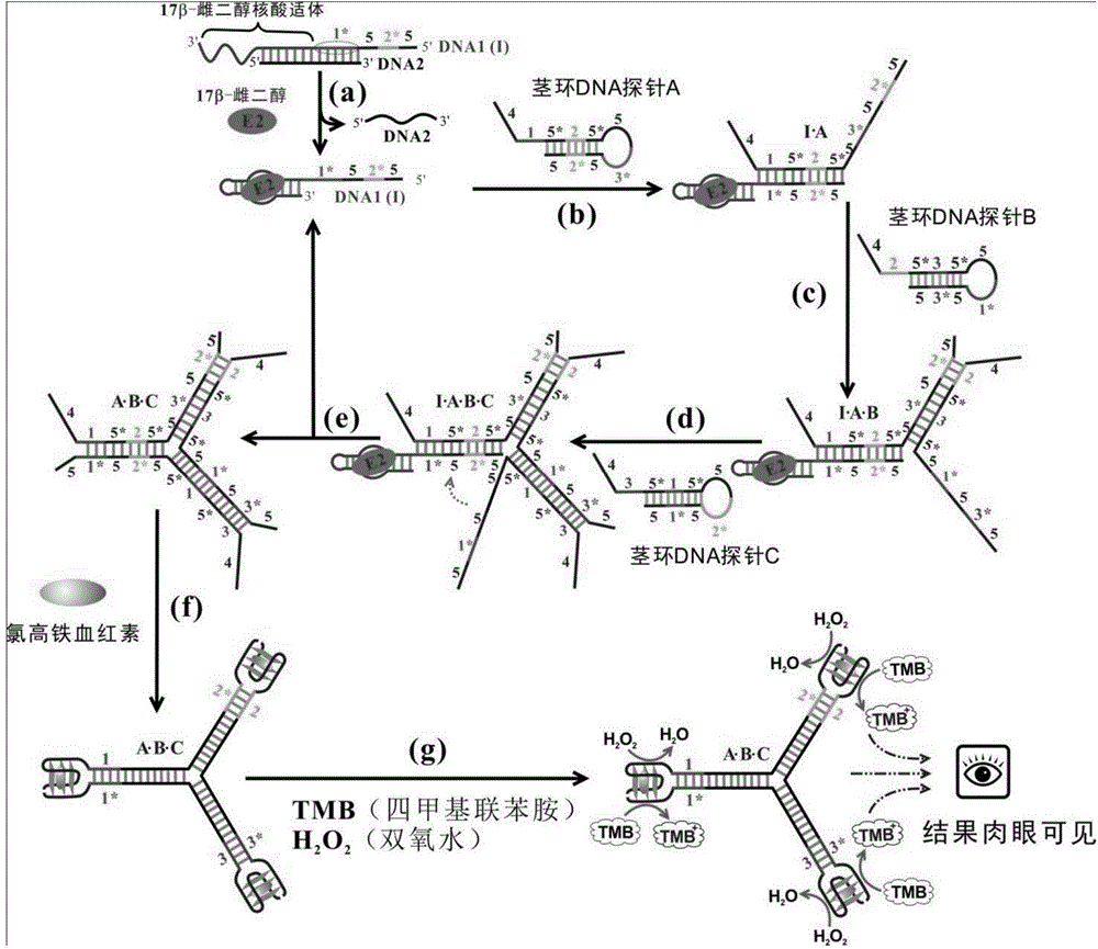 17beta-estradiol visualization detection method based on DNA nano-structure, and 17beta-estradiol visualization detection kit based on DNA nano-structure