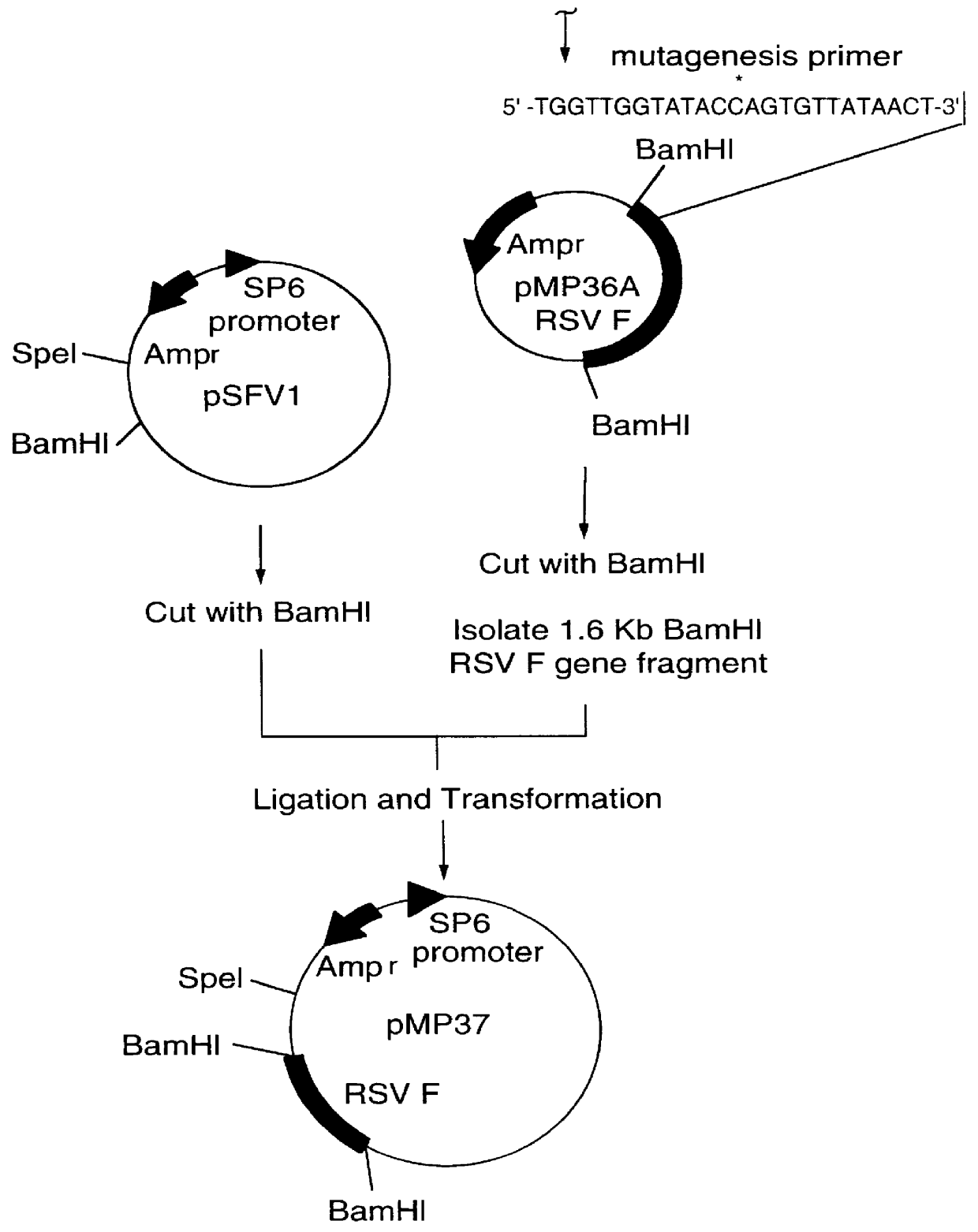 RNA respiratory syncytial virus vaccines