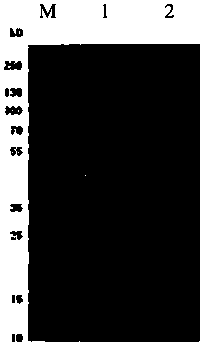 A kind of monoclonal antibody and its application