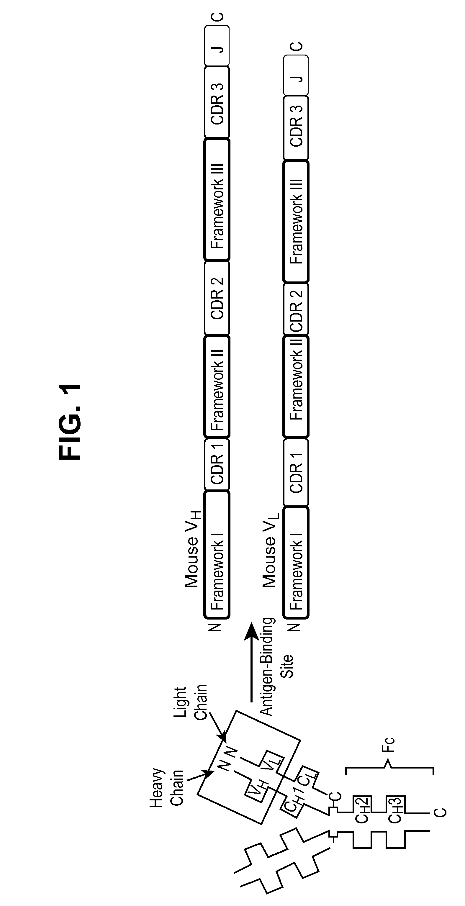 Caninized Anti-ngf antibodies and methods thereof