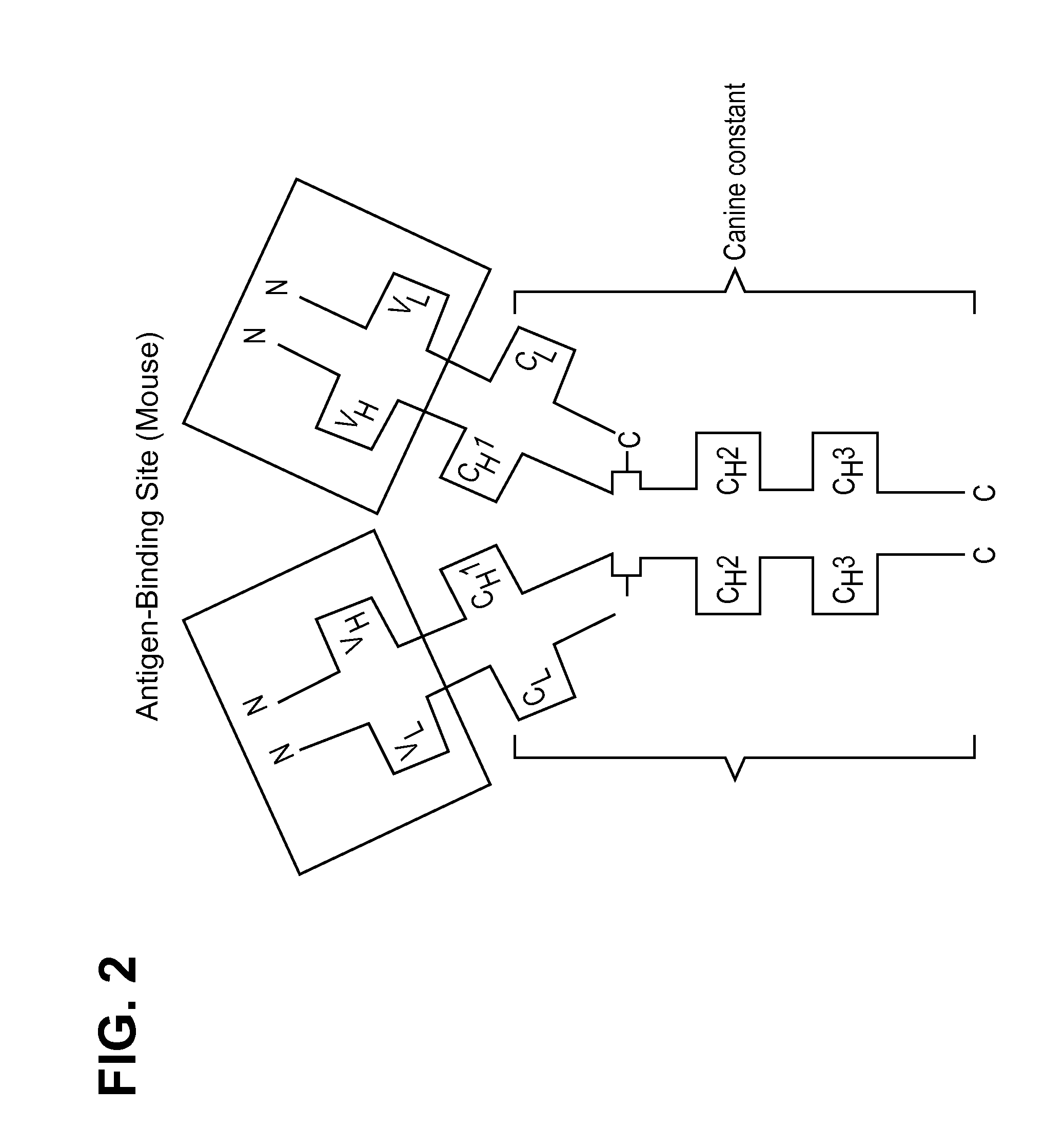 Caninized Anti-ngf antibodies and methods thereof