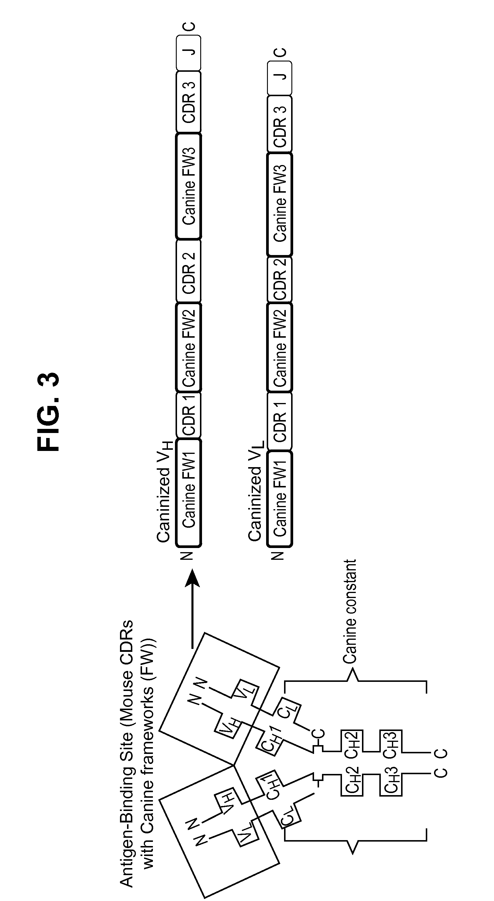 Caninized Anti-ngf antibodies and methods thereof