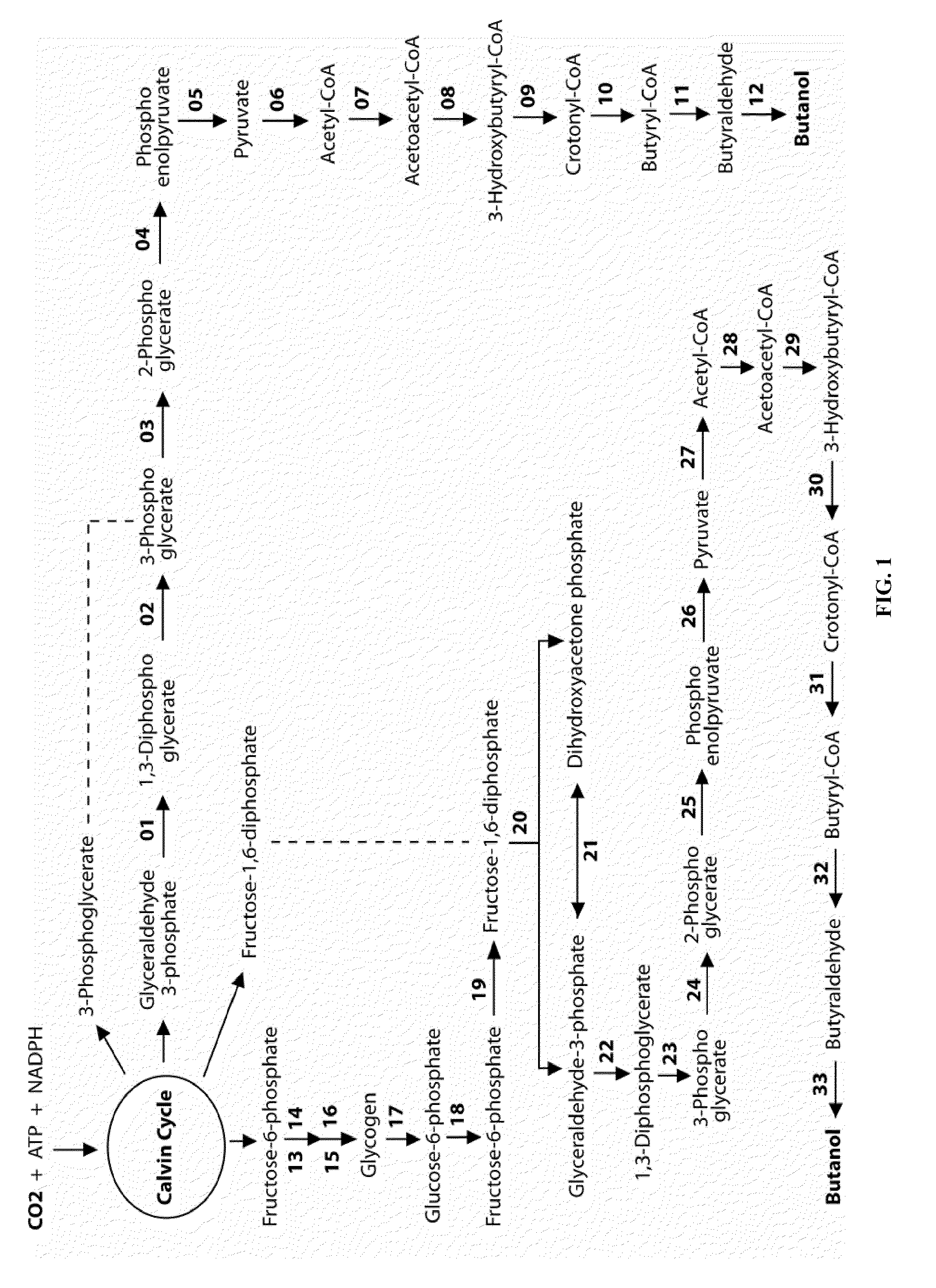 Designer calvin-cycle-channeled production of butanol and related higher alcohols