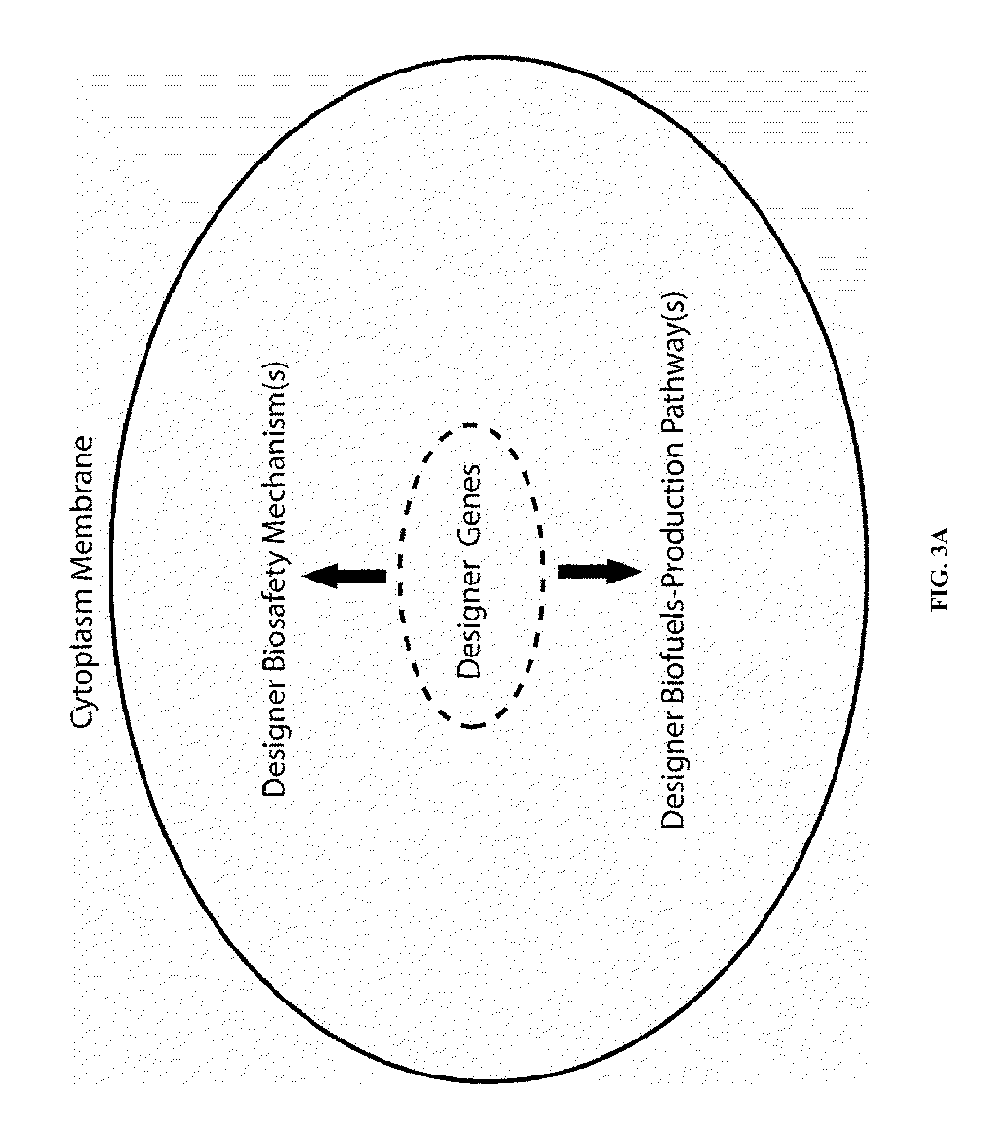 Designer calvin-cycle-channeled production of butanol and related higher alcohols