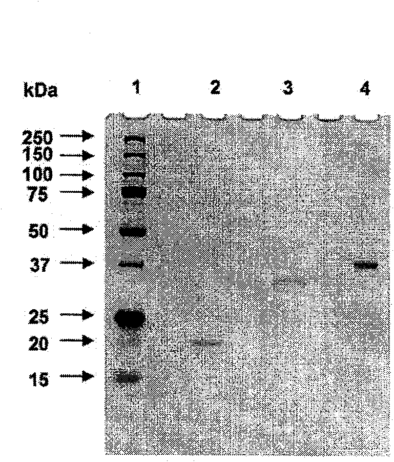 Polypeptide vaccine and vaccination strategy against mycobacterium