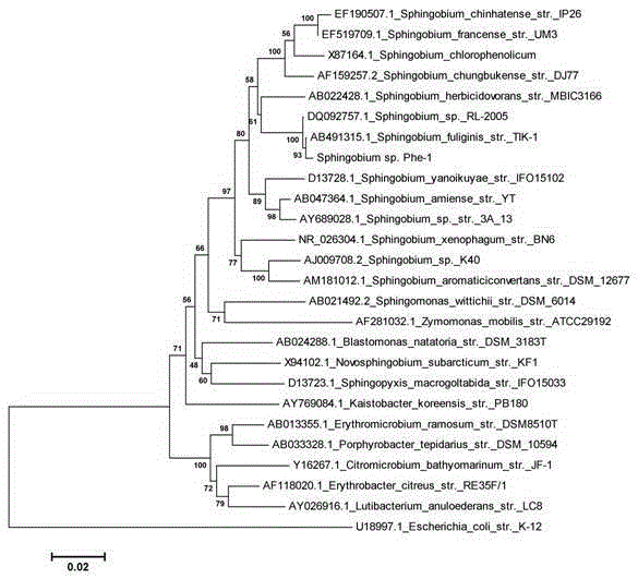 Effective degradation strain for phenanthrene Sphingobium sp. Phe-1 and application thereof