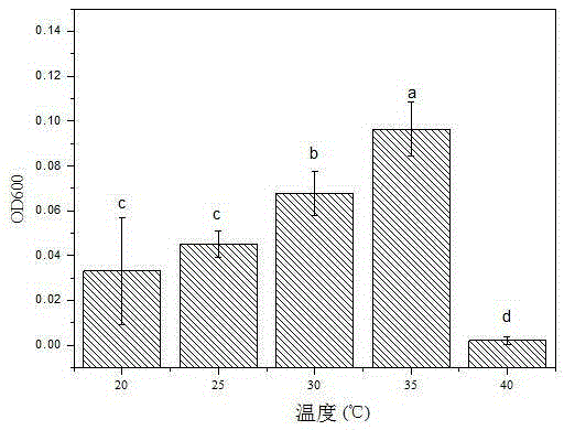 Effective degradation strain for phenanthrene Sphingobium sp. Phe-1 and application thereof