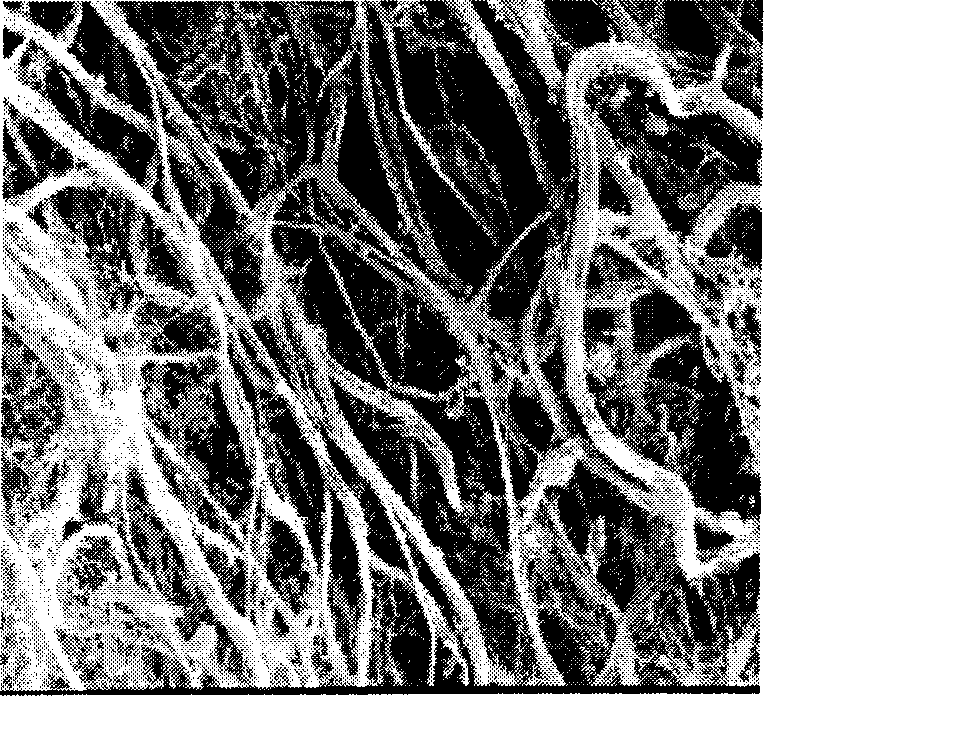 Method for observing collagenous fibre of fresh and alive trepang with electron microscope