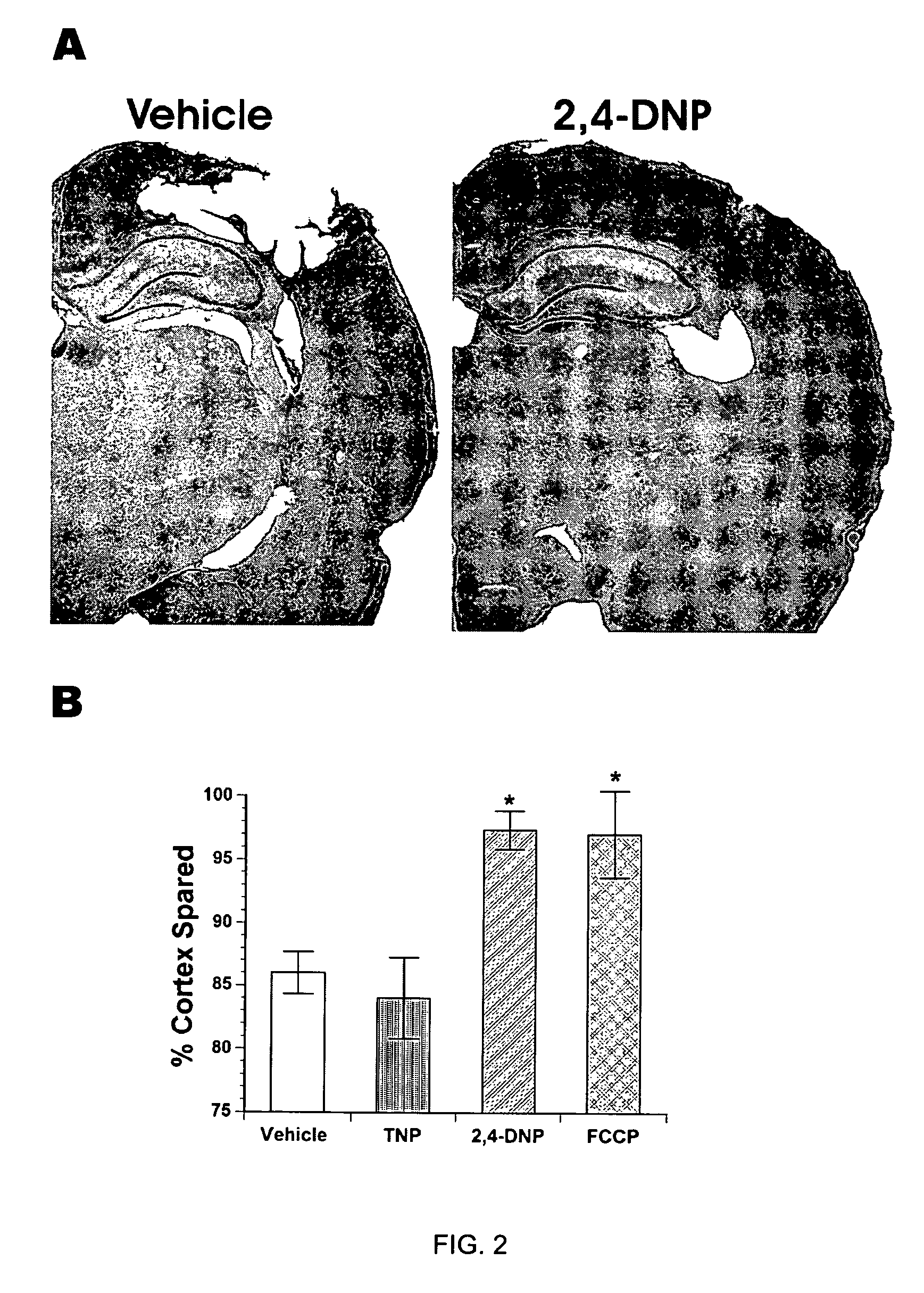 Nanotubes as mitochondrial uncouplers