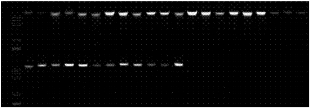 Paphiopedilum Henryanum EST-SSR (expressed sequence tag-simple sequence repeat) marker primers and their development method and application