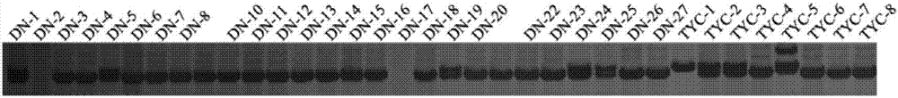 Paphiopedilum Henryanum EST-SSR (expressed sequence tag-simple sequence repeat) marker primers and their development method and application