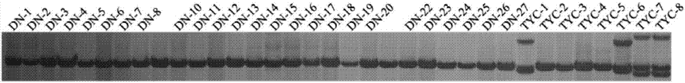 Paphiopedilum Henryanum EST-SSR (expressed sequence tag-simple sequence repeat) marker primers and their development method and application