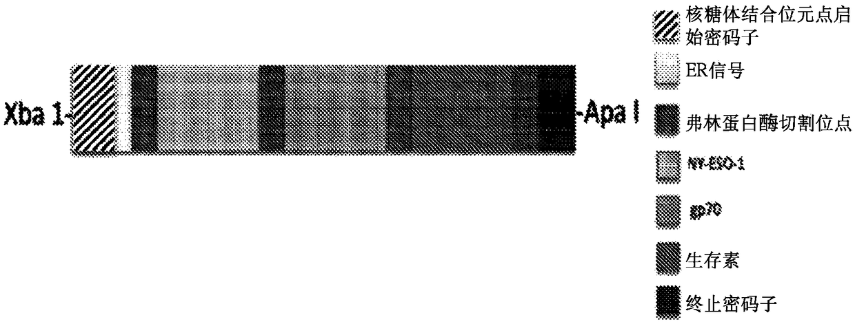 Virus vectors expressing multiple epitopes of tumor associated antigens for inducing antitumor immunity