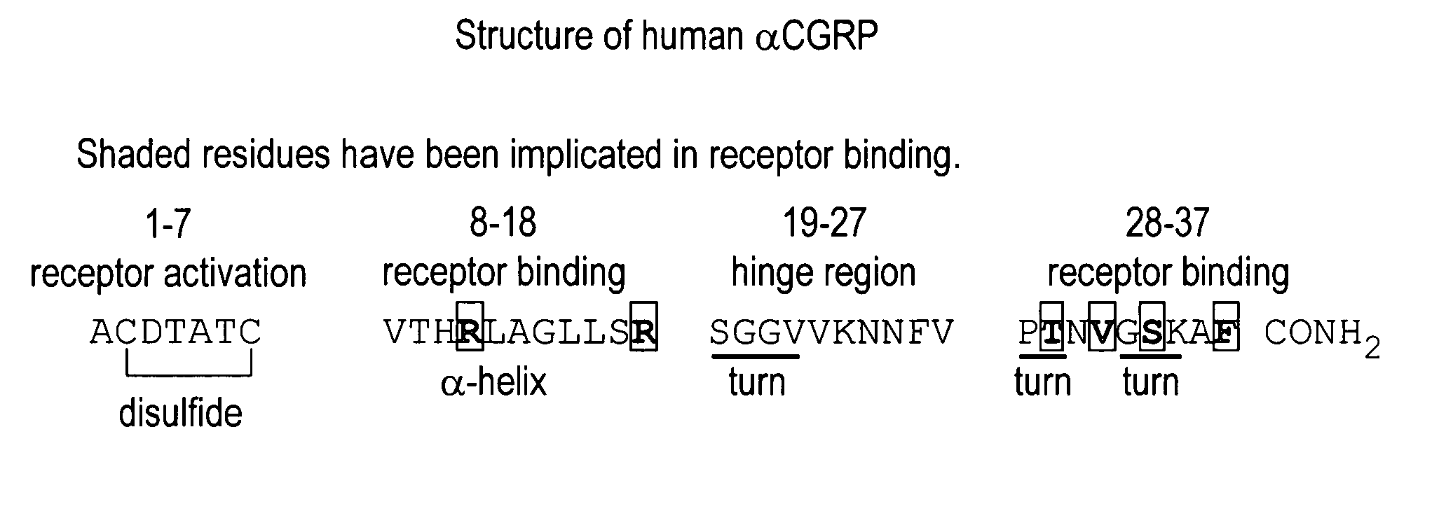 CGRP peptide antagonists and conjugates