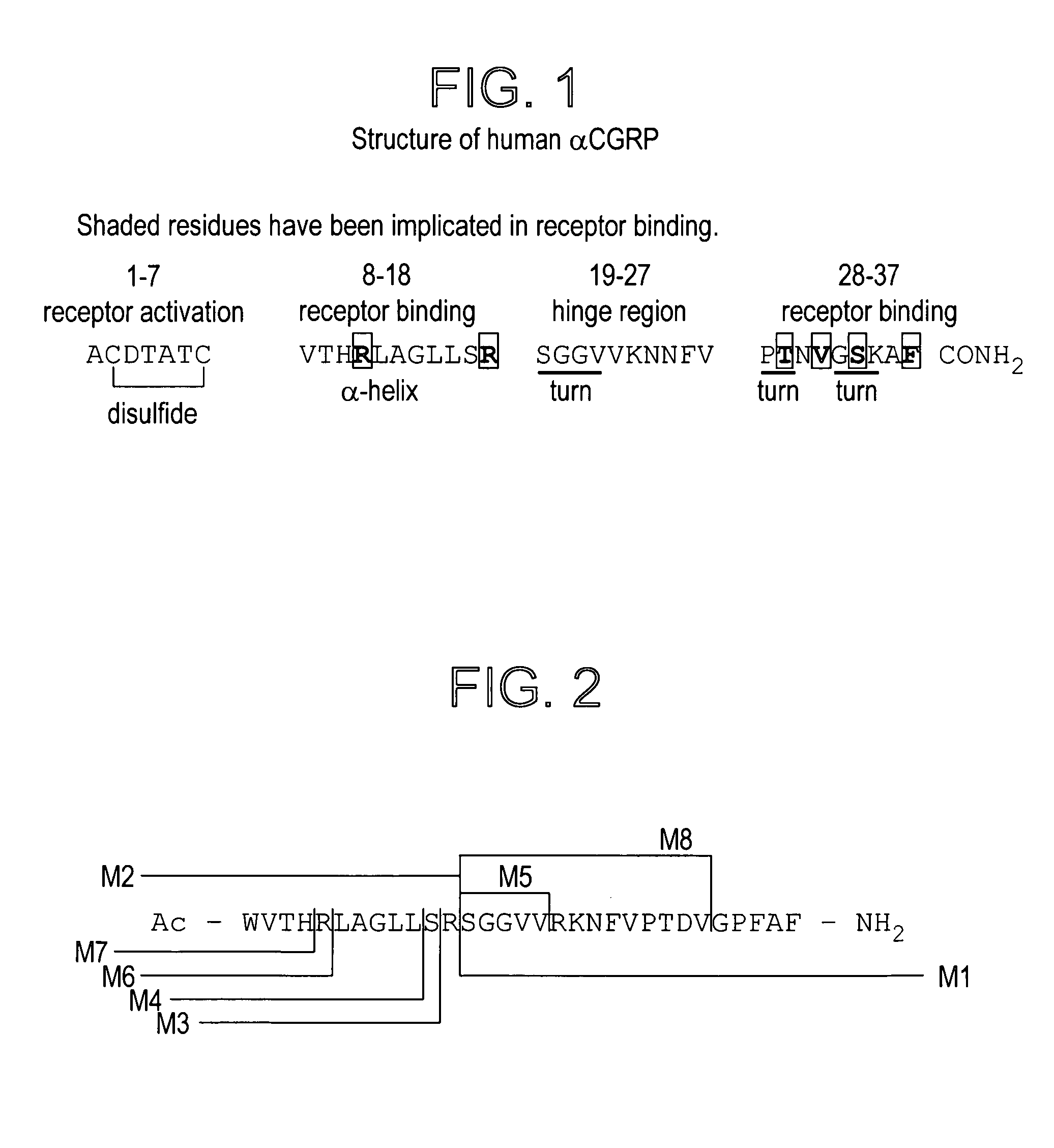 CGRP peptide antagonists and conjugates