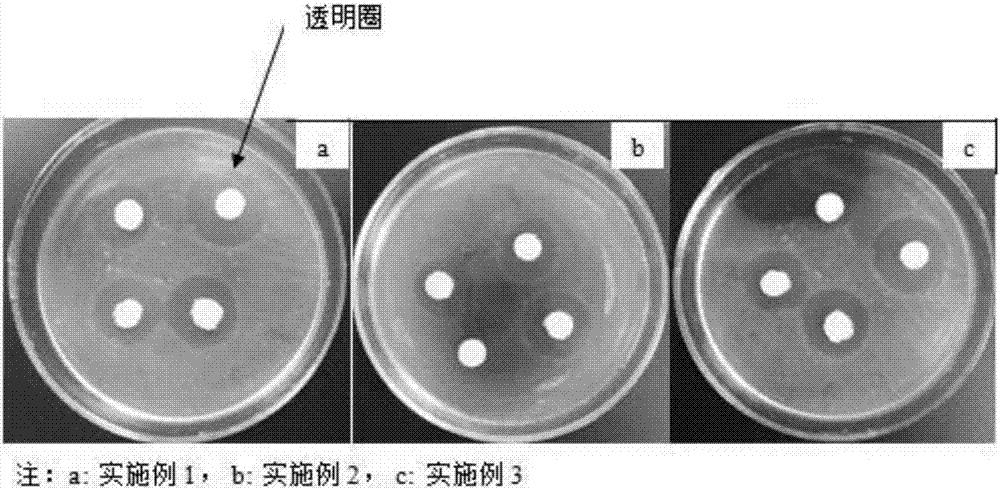 Natural Salvia miltiorrhiza polysaccharide-containing compound antibacterial liquid soap and preparation method thereof