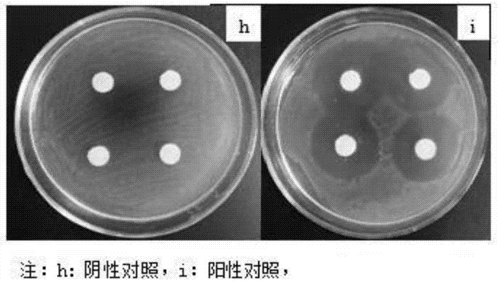 Natural Salvia miltiorrhiza polysaccharide-containing compound antibacterial liquid soap and preparation method thereof