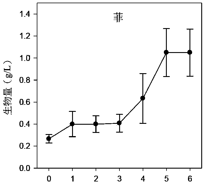 Scopulariopsis brevicaulis and application thereof