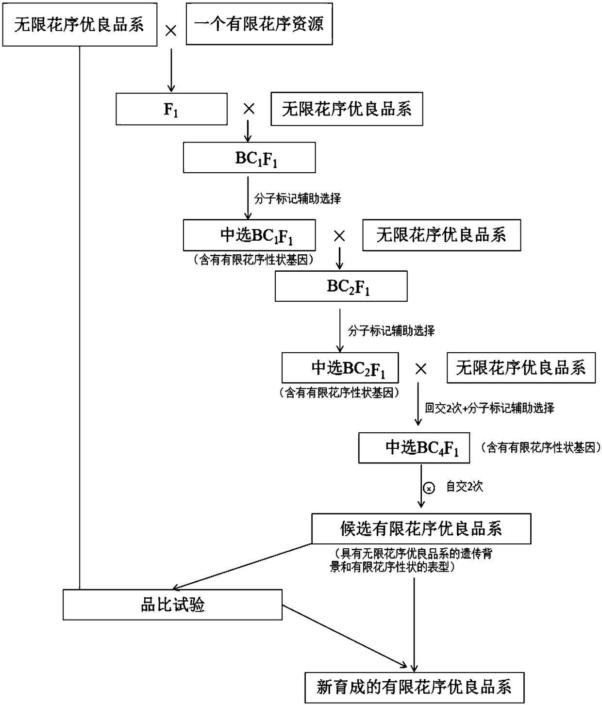 Seed breeding method for shortening growing period of cabbage type rape and enhancing lodging resistance property