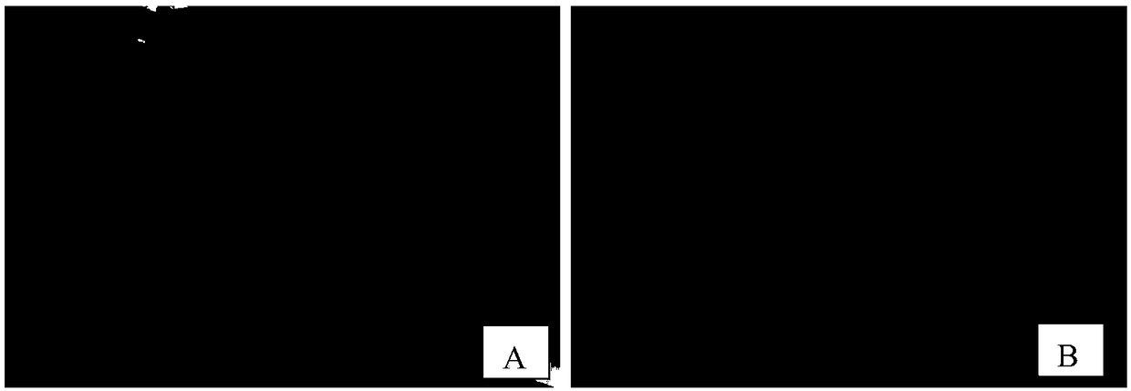 Seed breeding method for shortening growing period of cabbage type rape and enhancing lodging resistance property