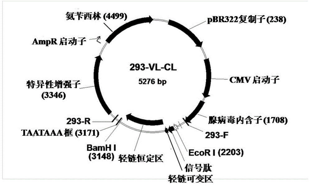 Full humanized HER2 antibody as well as coding gene and application thereof