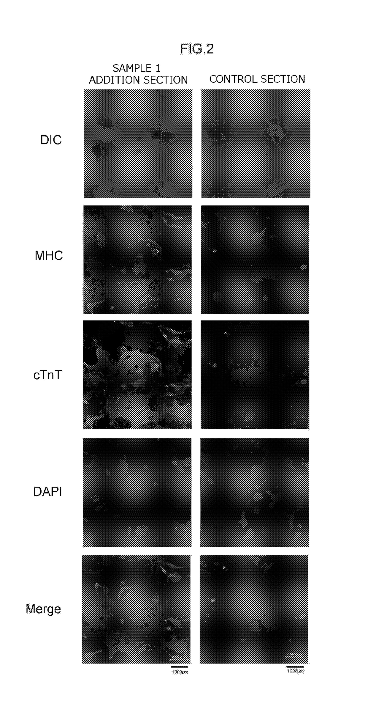 Method for producing myocardial cells using synthetic peptide