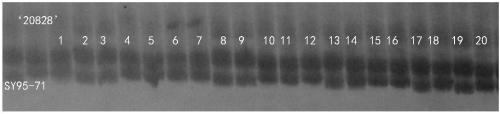 Wheat stripe rust-resistant gene QYr.sicau-1B-1 SSR molecular marker and application