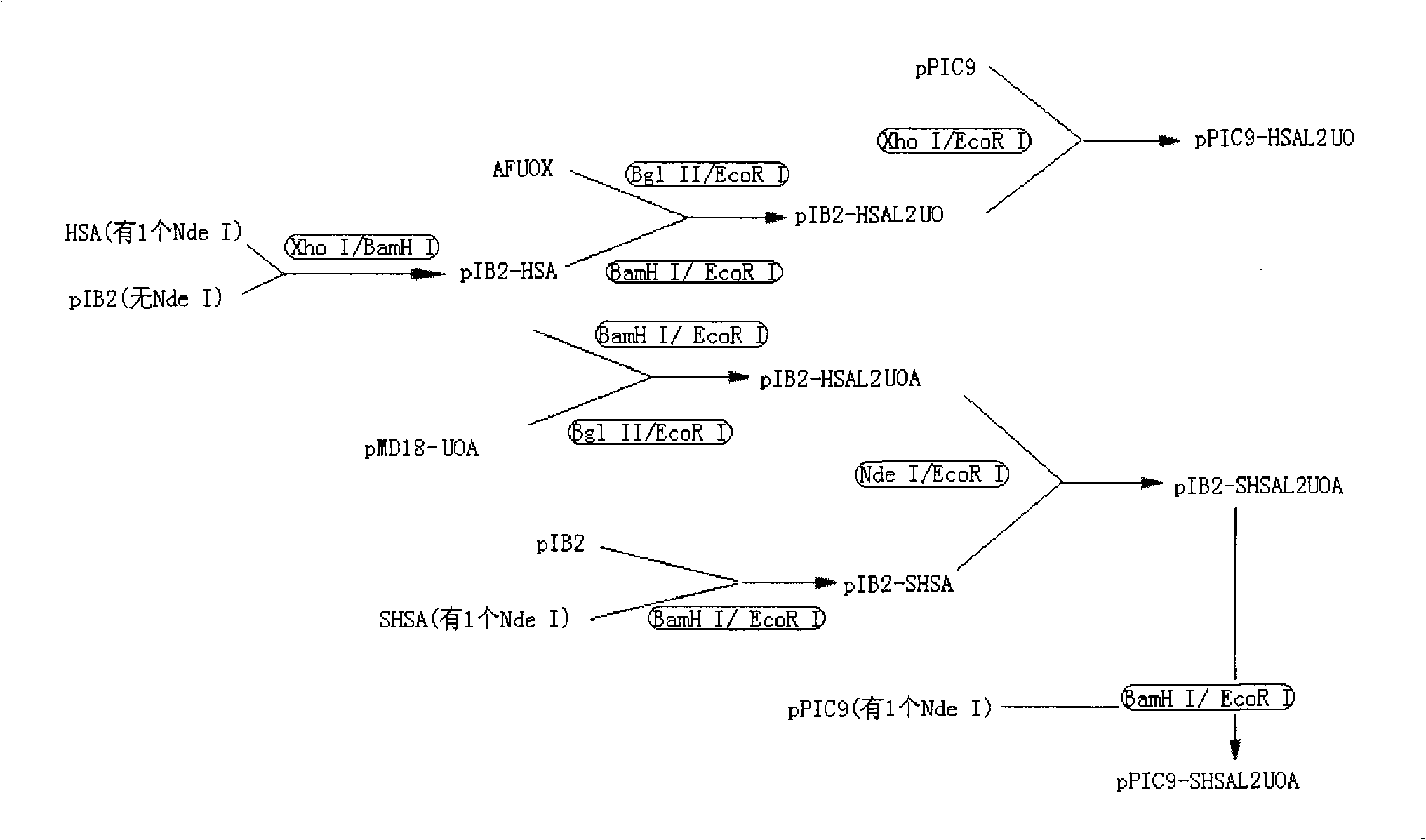 Fusion protein, encoding gene and uses thereof