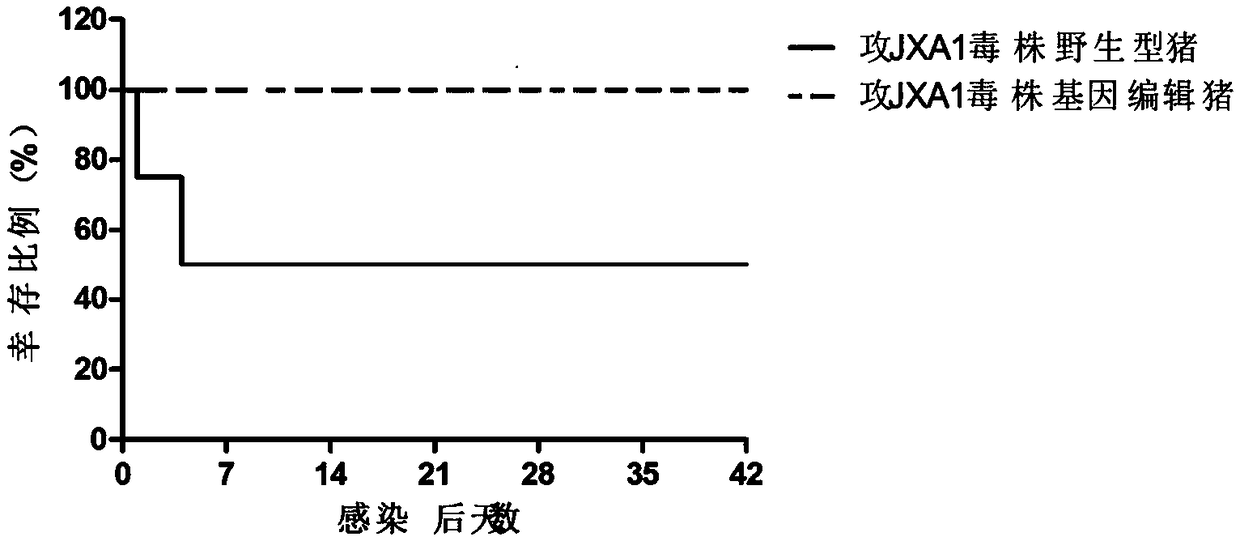 Method for editing large white pig CD163 gene by using CRISPR/Cas9