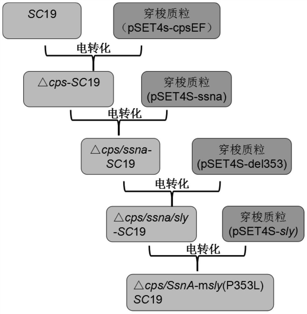 Streptococcus suis △cps/ssna-msly(p353l)-sc19 engineering bacteria and its application in vaccines