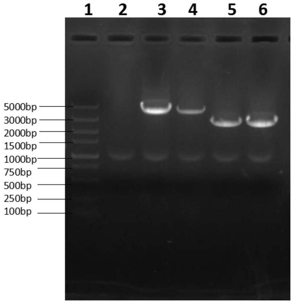 Streptococcus suis △cps/ssna-msly(p353l)-sc19 engineering bacteria and its application in vaccines