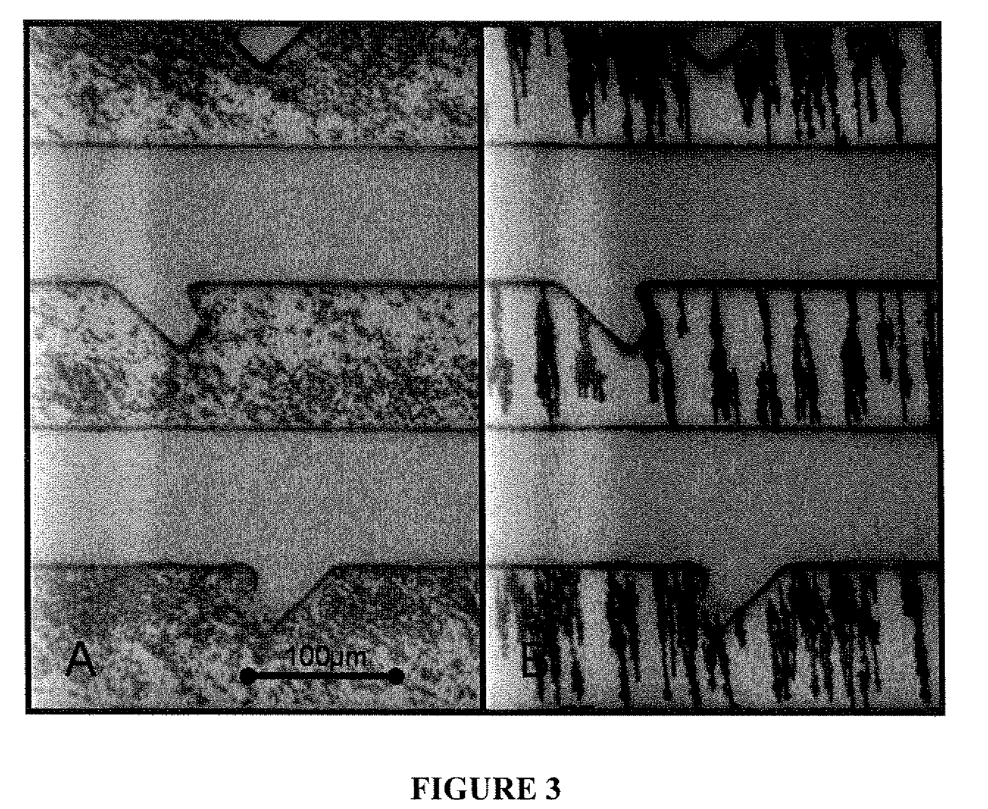 Microchannel detection device and use thereof