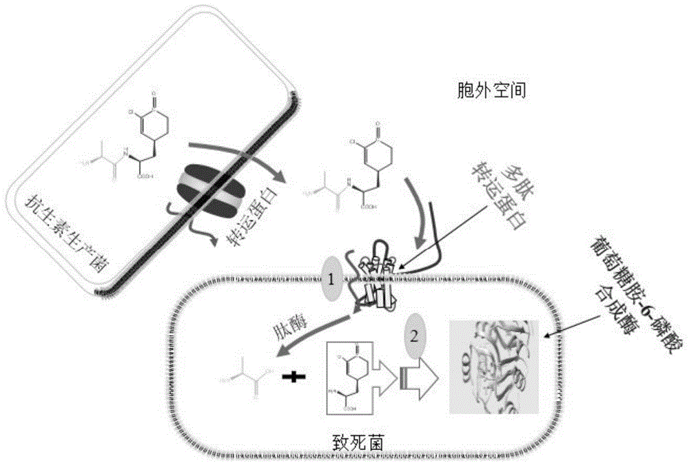 Antibacterial compound and application thereof