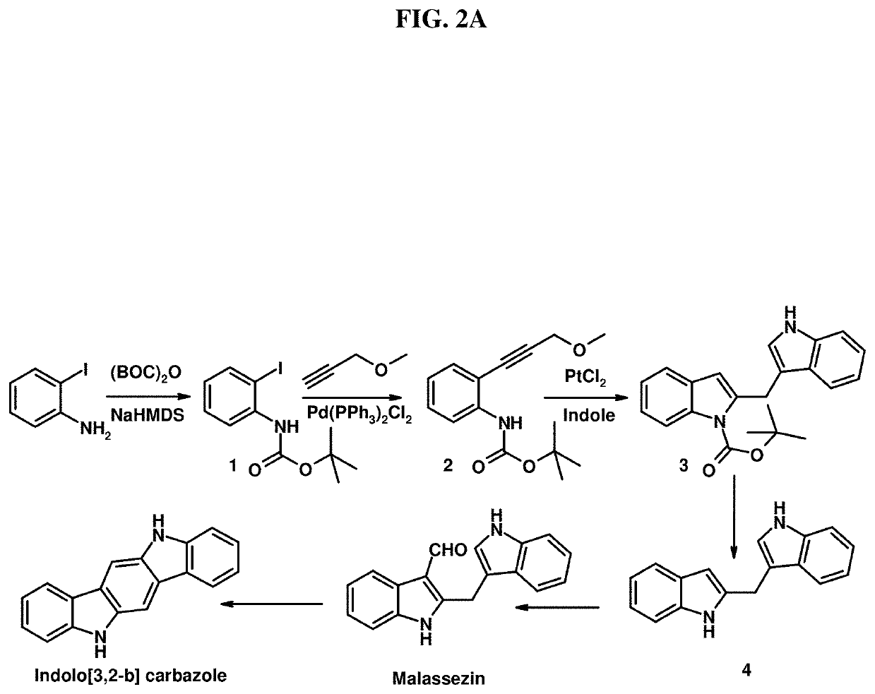 Photoprotective compositions containing malassezia-derived compounds and/or chemical analogs thereof