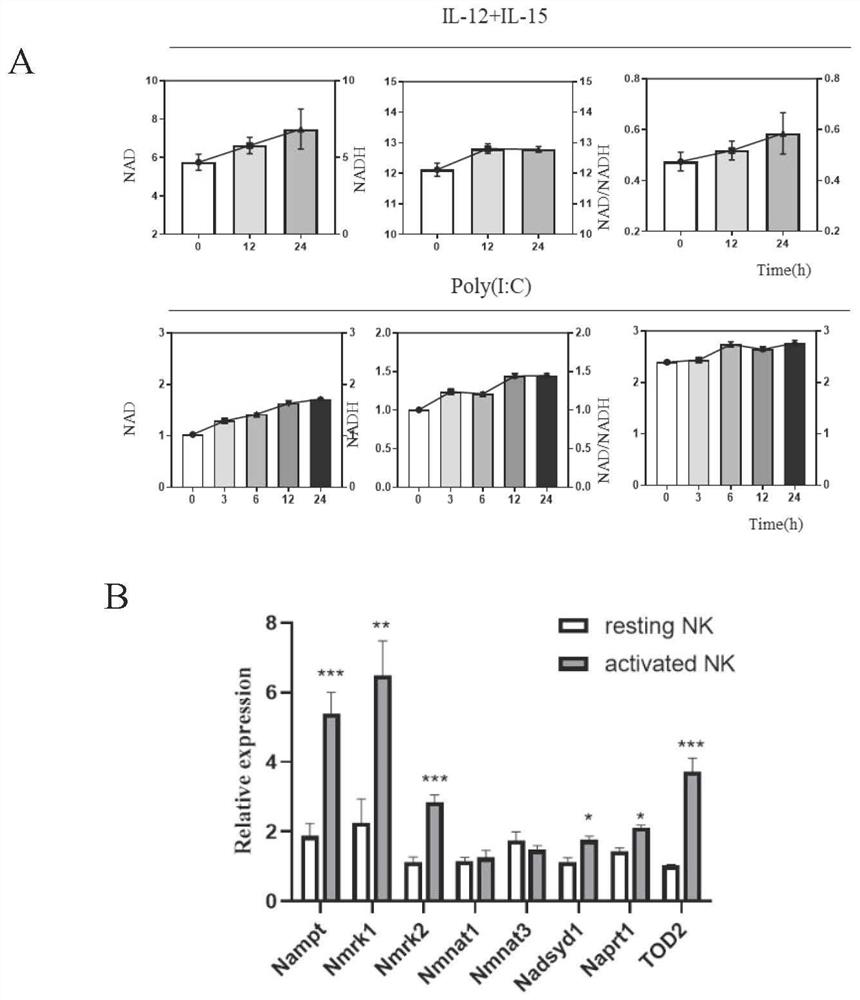 Application of NAD &lt; + &gt; metabolic targeting-based NK cells in disease treatment