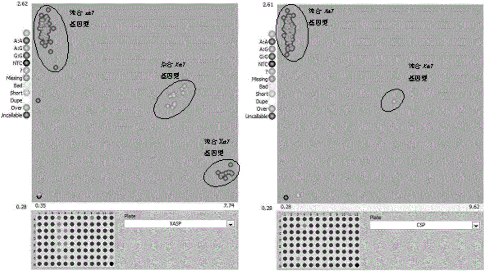 SNP molecular marker in close linkage with bacterial blight resistance gene Xa7 and applications of SNP molecular marker