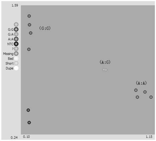 A SNP marker related to the resistance gene of pepper tomato spotted wilt virus disease and its specific primer and application