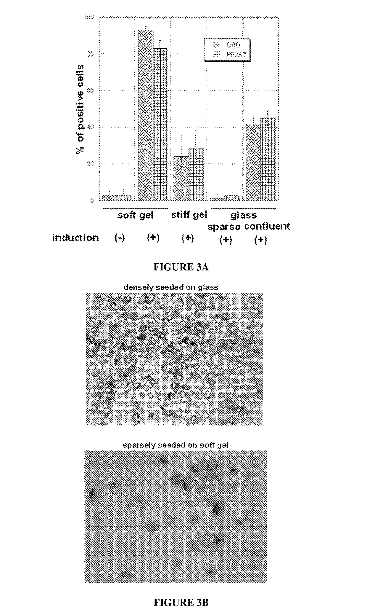 Low Rigidity Gels for MSC Growth Modulation