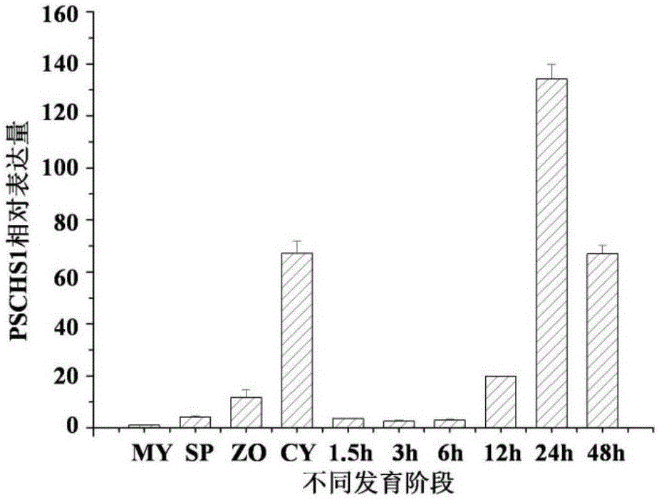 Chitin synthase and gene thereof, and application of the chitin synthase