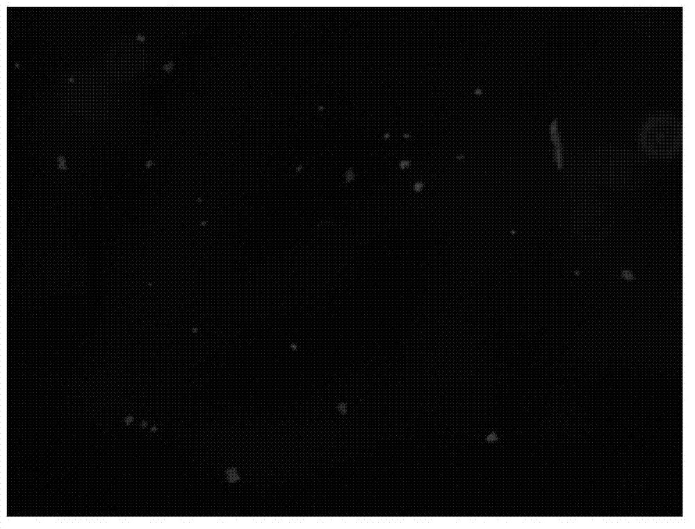 Connection method of antibody and microsphere