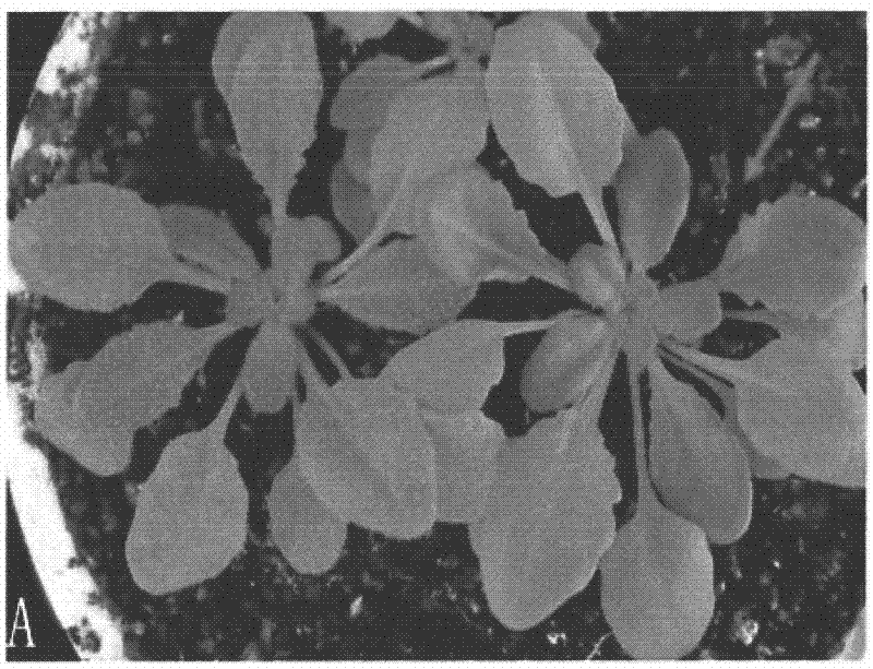 Gene for controlling arabidopsis trichome development and coded protein and application thereof