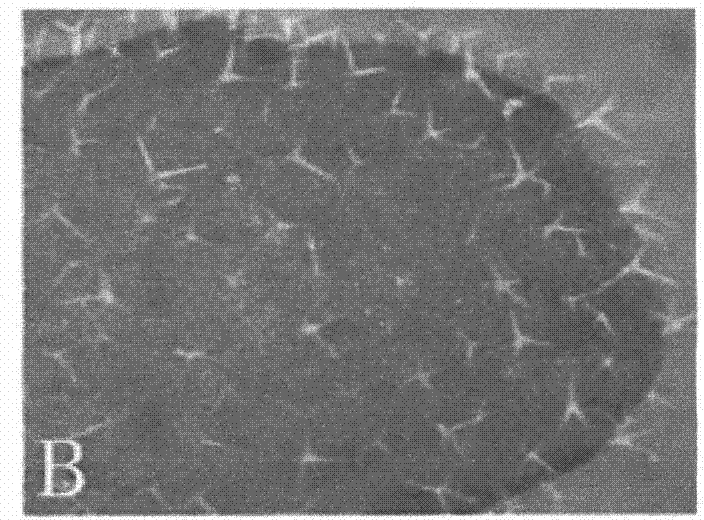 Gene for controlling arabidopsis trichome development and coded protein and application thereof