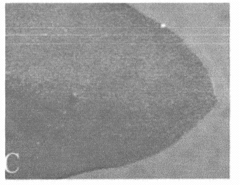 Gene for controlling arabidopsis trichome development and coded protein and application thereof