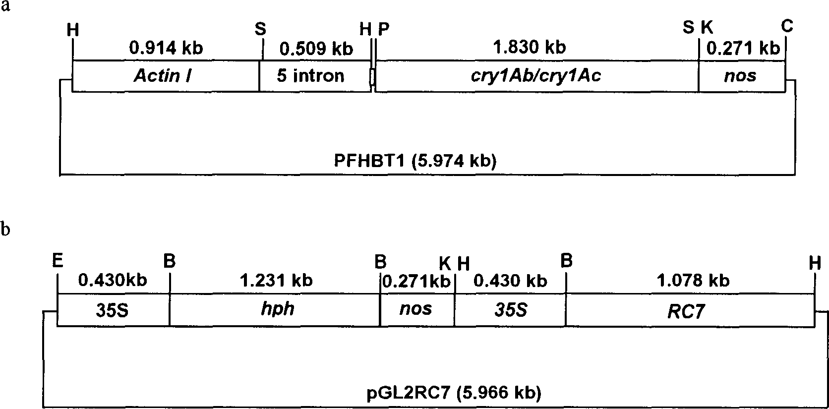 Transgenic rice culture method