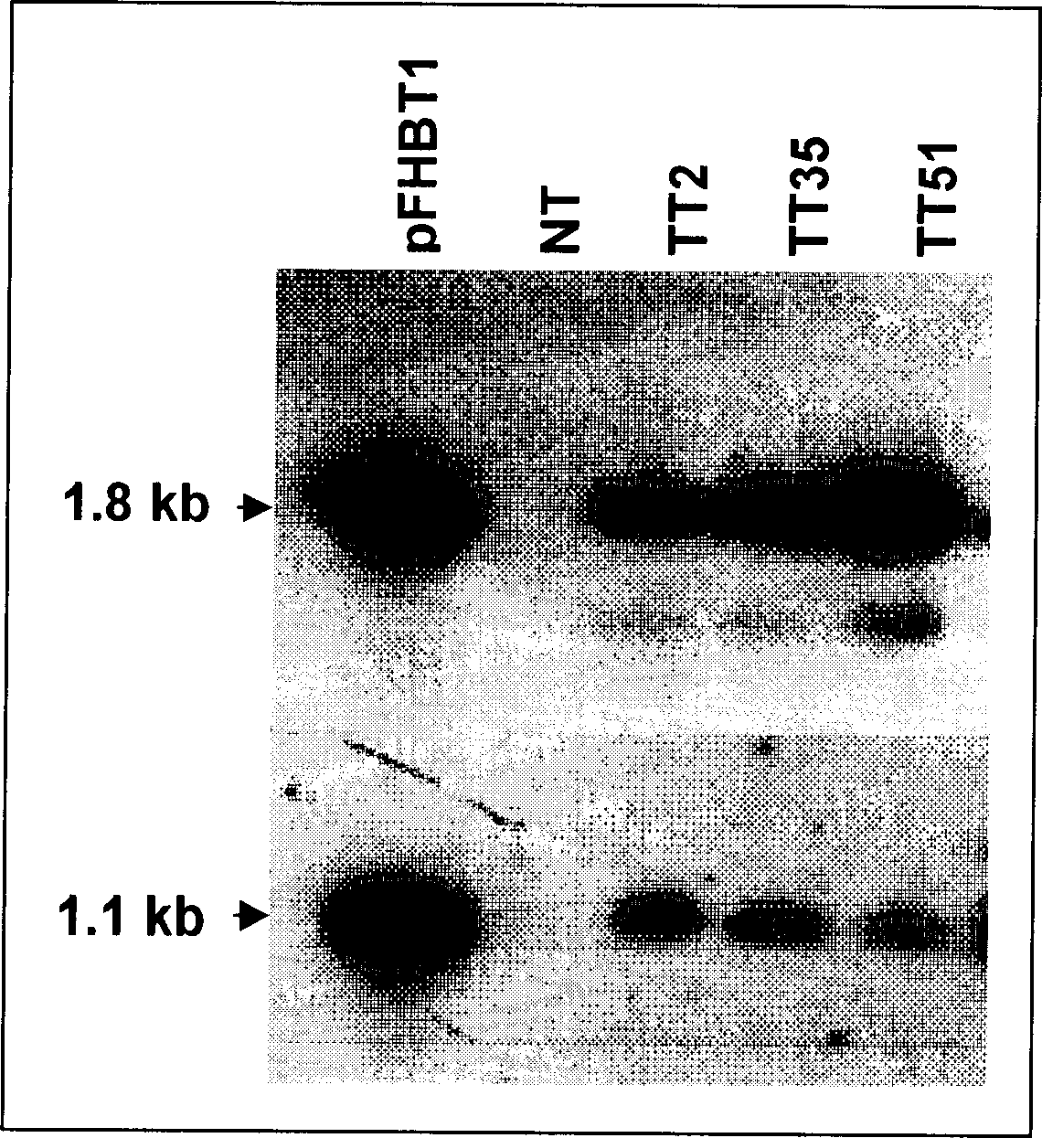 Transgenic rice culture method