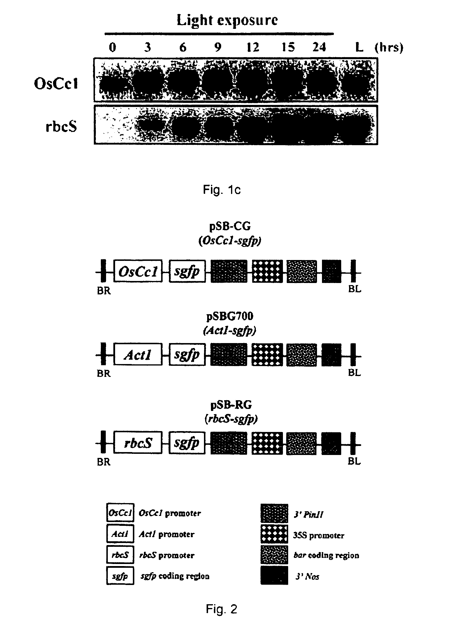 OsCc1 promoter and methods of transforming monocot plants using the same