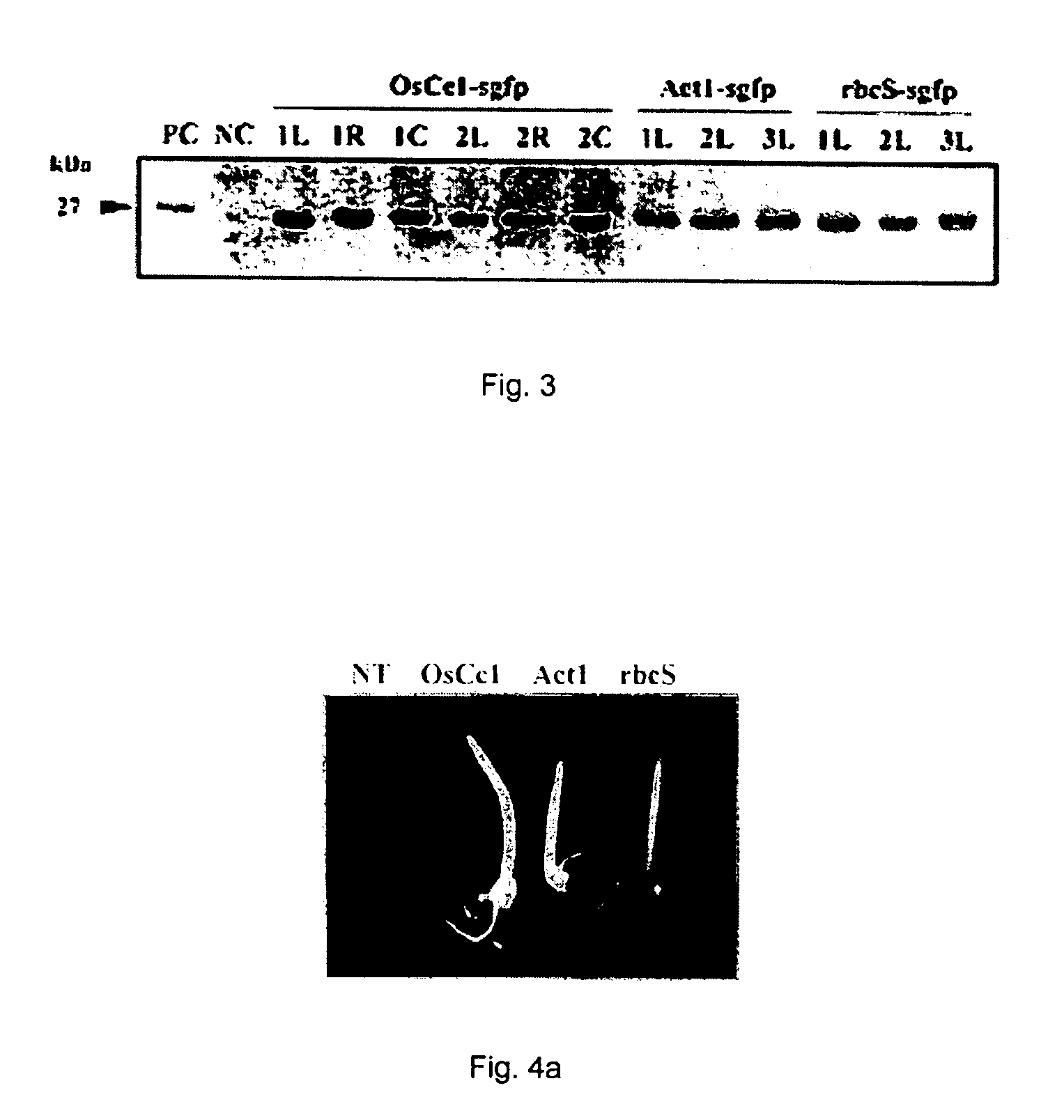 OsCc1 promoter and methods of transforming monocot plants using the same