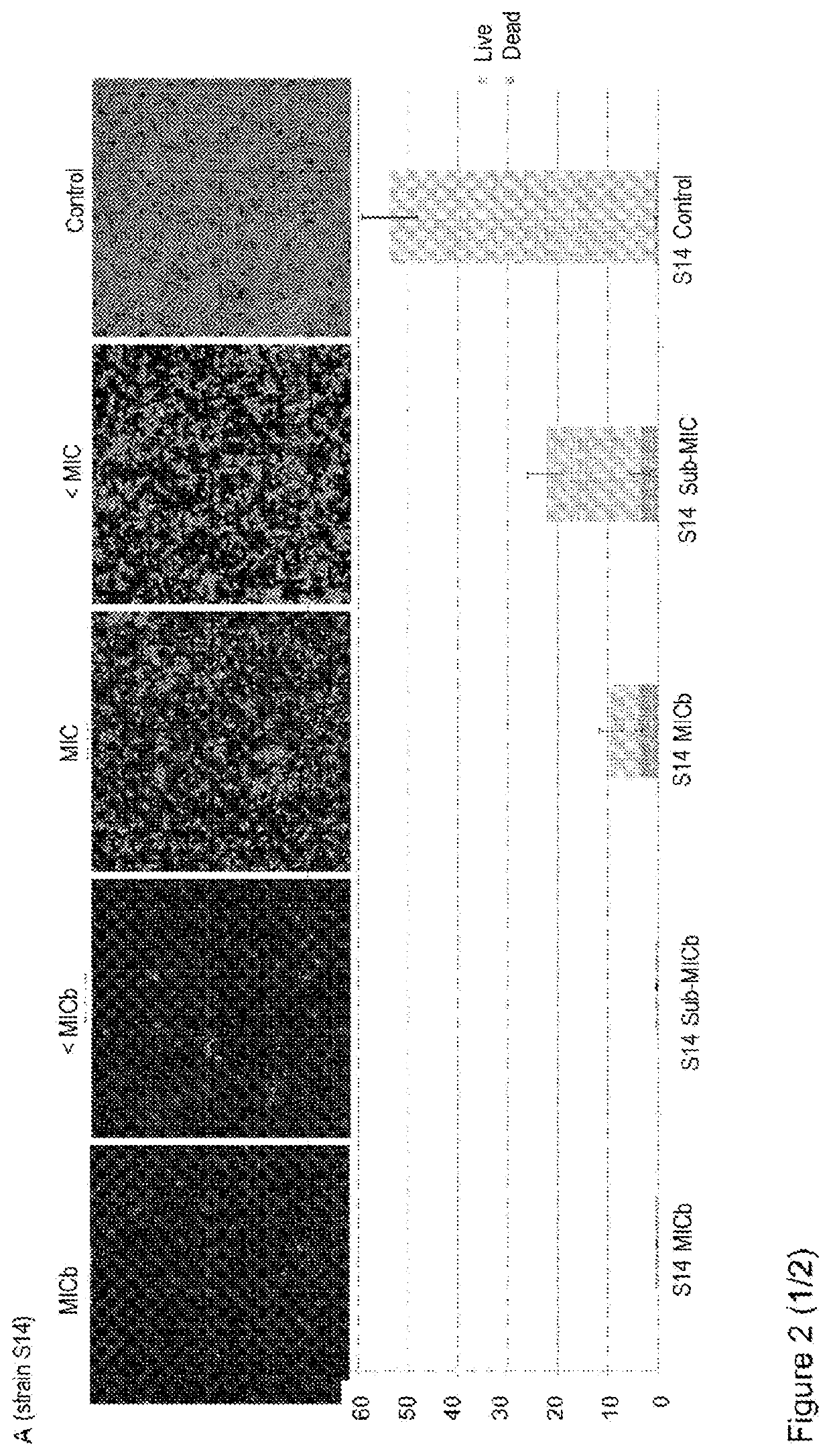 Use of cloxacillin to inhibit/prevent biofilm formation