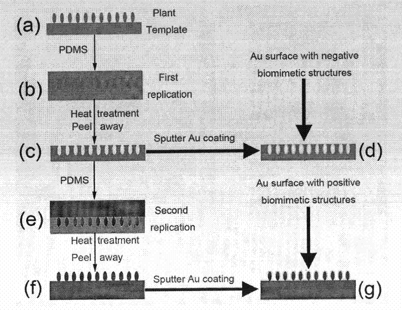 Preparation method of bionic controllable adhesive hydrophobic gold surface