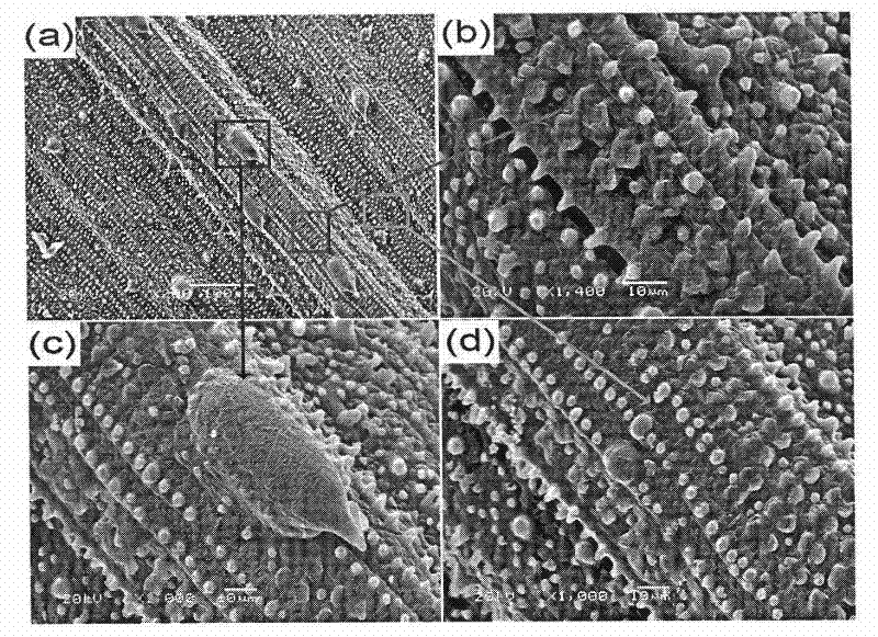 Preparation method of bionic controllable adhesive hydrophobic gold surface